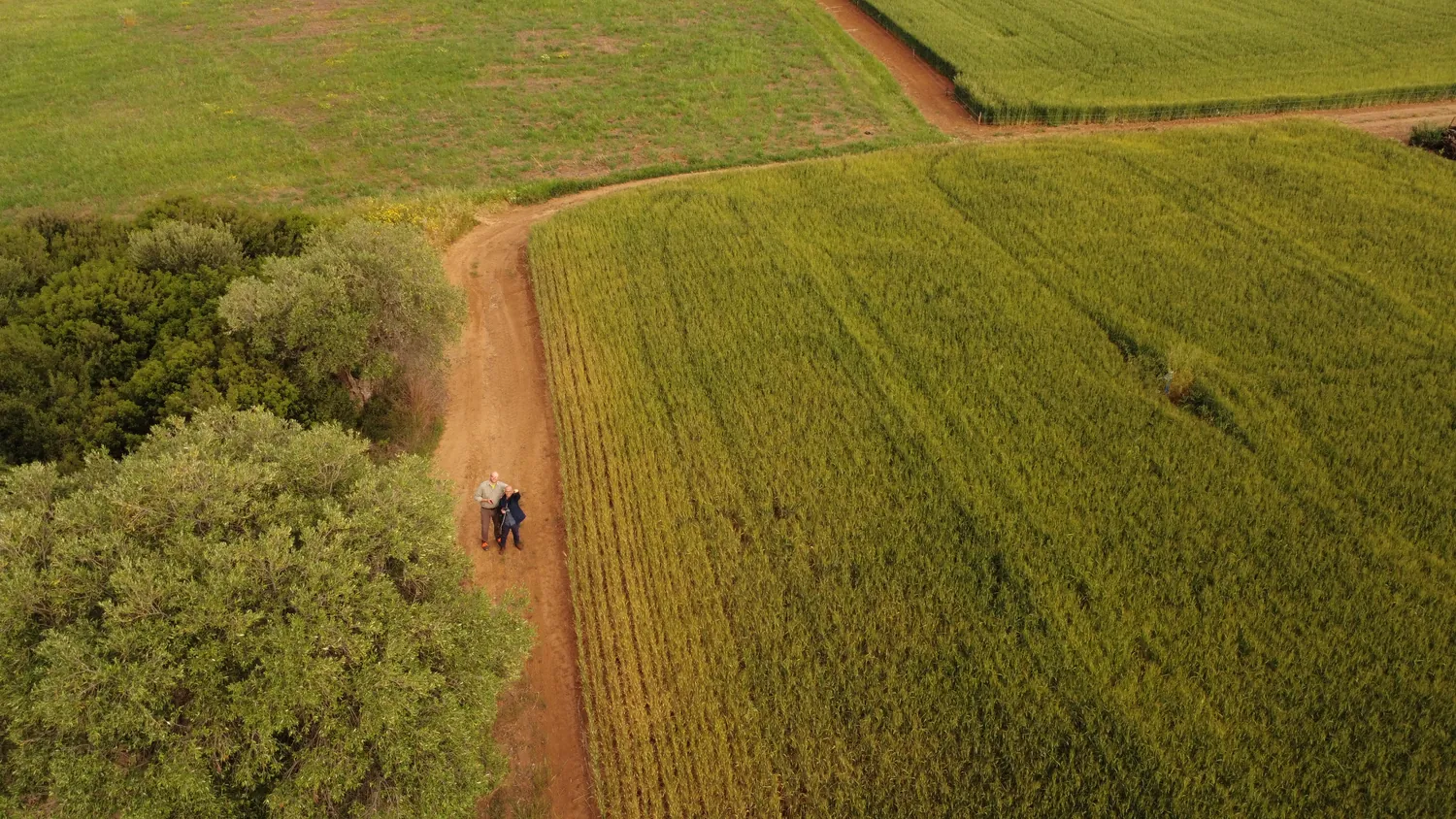 Il campo di grano dell'azienda di famiglia