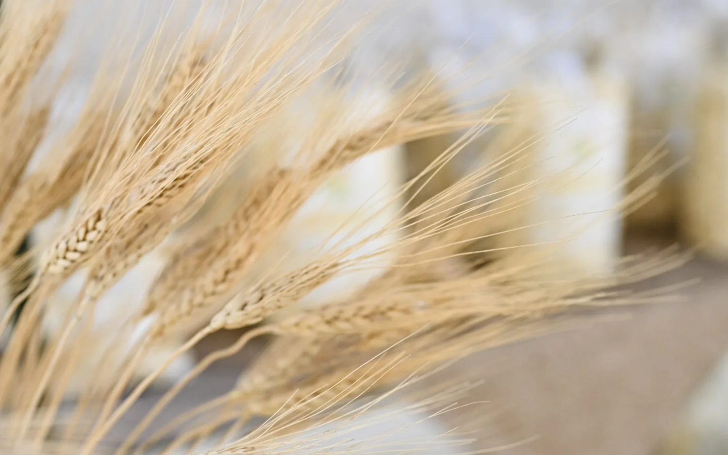 La molitura del grano nel pastificio